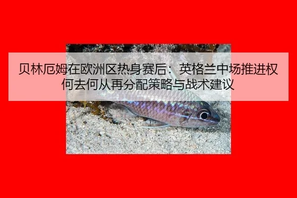 bei-lin-e-mu-zai-ou-zhou-qu-re-shen-sai-hou-ying-ge-lan-zhong-chang-tui-jin-quan-he-qu-he-cong-zai-fen-pei-ce-lve-yu-1-934.jpg